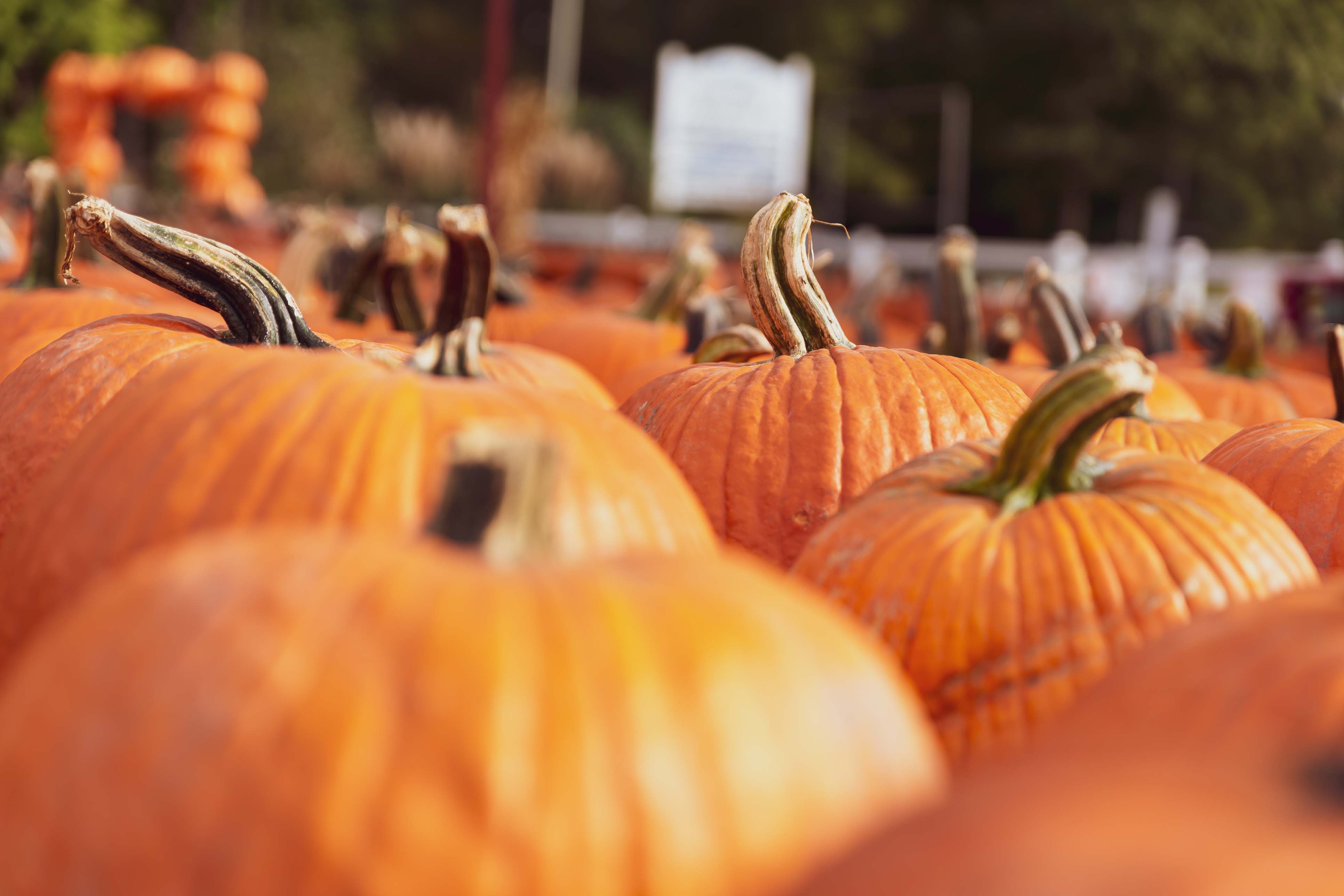 Pumpkins at harvest in Pickaway County, Ohio